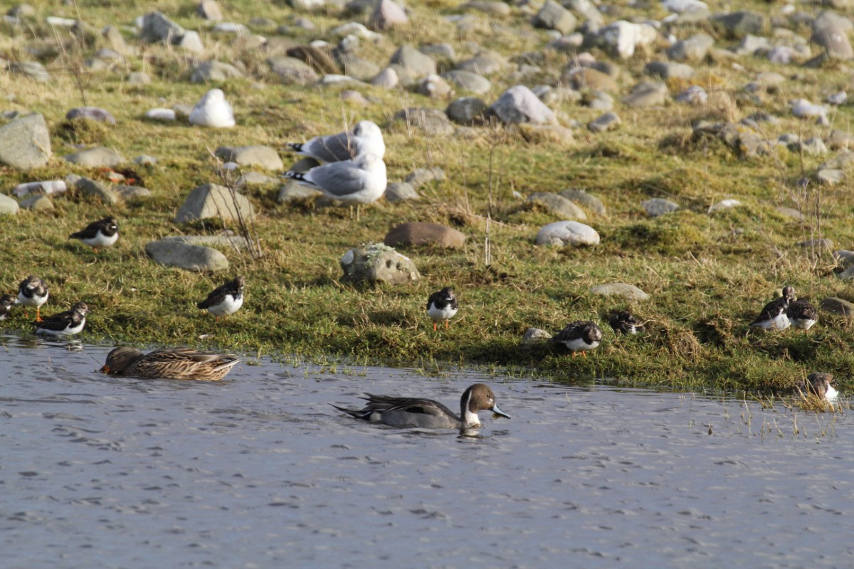 Pintail Duck(centre)